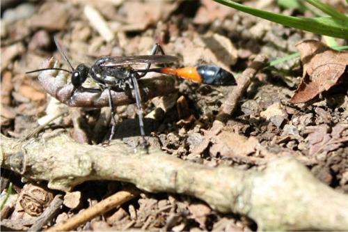Ammophila sabulosa